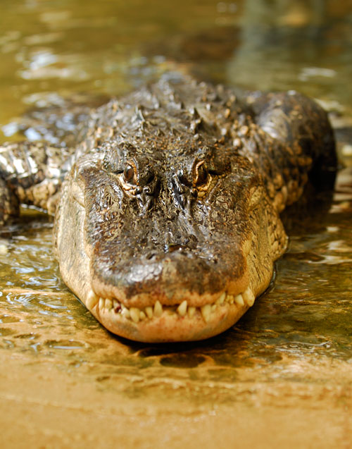 alligator_main