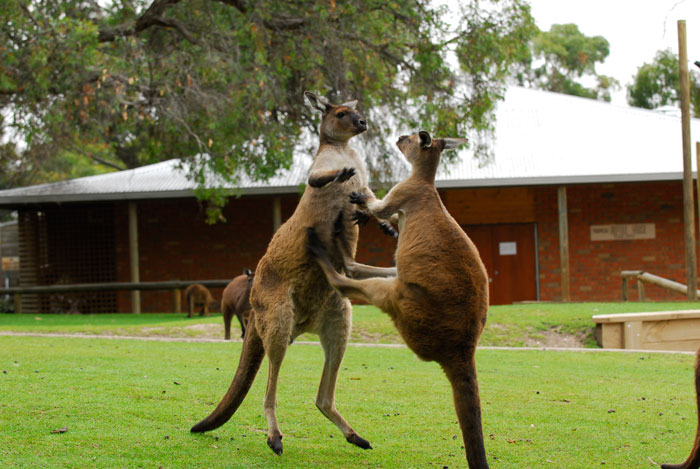 Kangaroo Island Kangaroo - Ballarat Wildlife Park