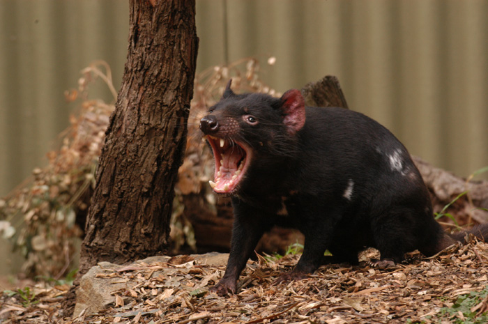 Ballarat Wildlife Park's Tasmanian Devil Day is helping securing a