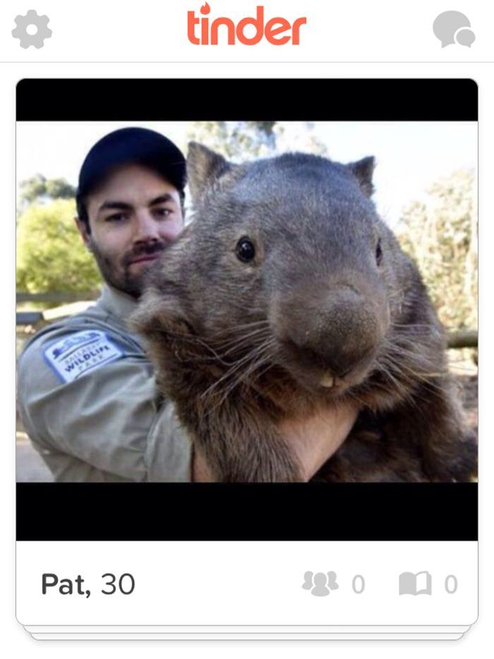 World’s oldest captive wombat Patrick joins Tinder in bid to find love