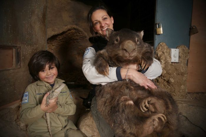 World’s oldest captive wombat Patrick joins Tinder in bid to find love