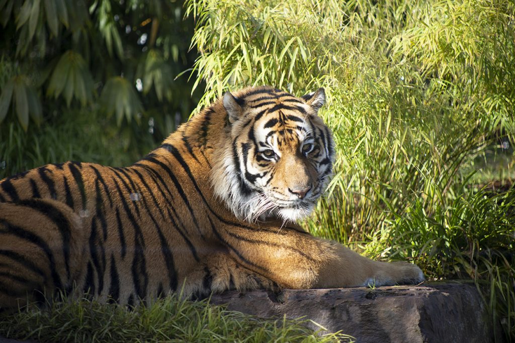 Tiger Sanctuary - Ballarat Wildlife Park